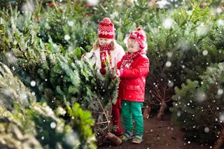 Picking a natural Christmas tree is still a tradition in many parts of Europe.