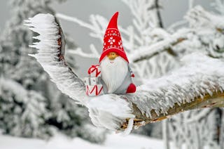 Christmas Elf on Snowy Branch