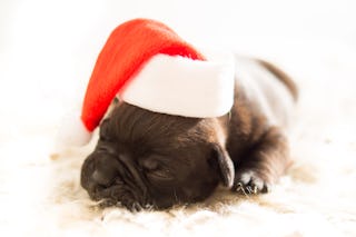 Sleeping Christmas Puppy in Hat