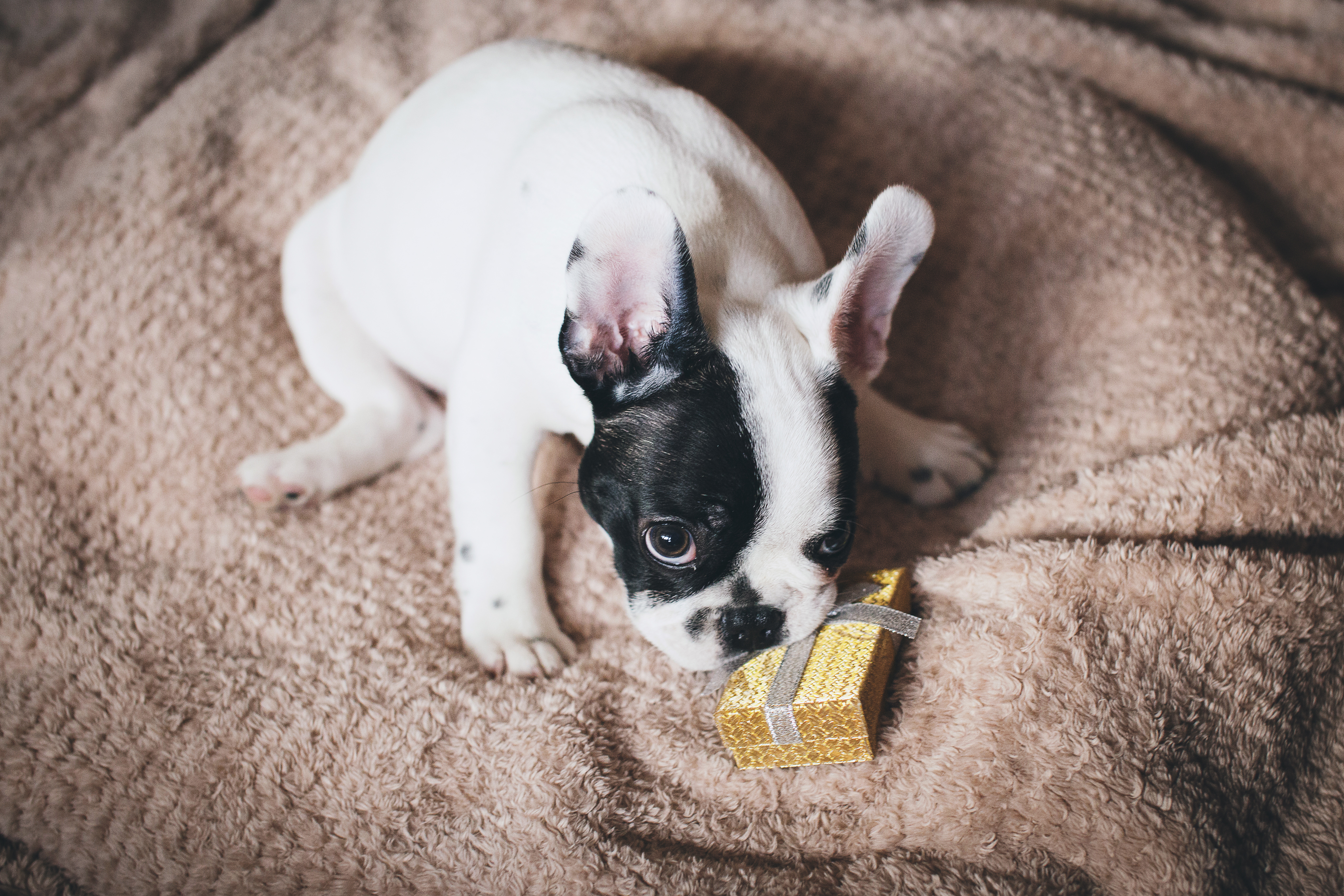 Christmas Puppy with Gift